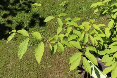 Acer carpinifolium - javor habrolistý - olistění